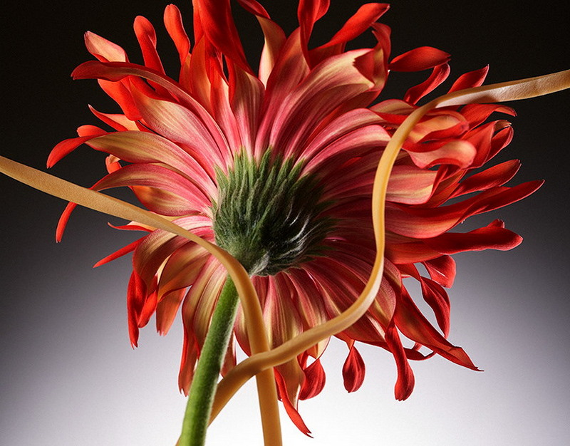 Все о ПЭЭК-стержнях: характеристики, форматы, сферы применения